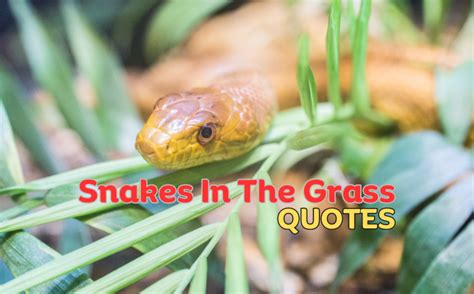 watch out for these snakes and fakes|70 Snakes In The Grass Quotes .